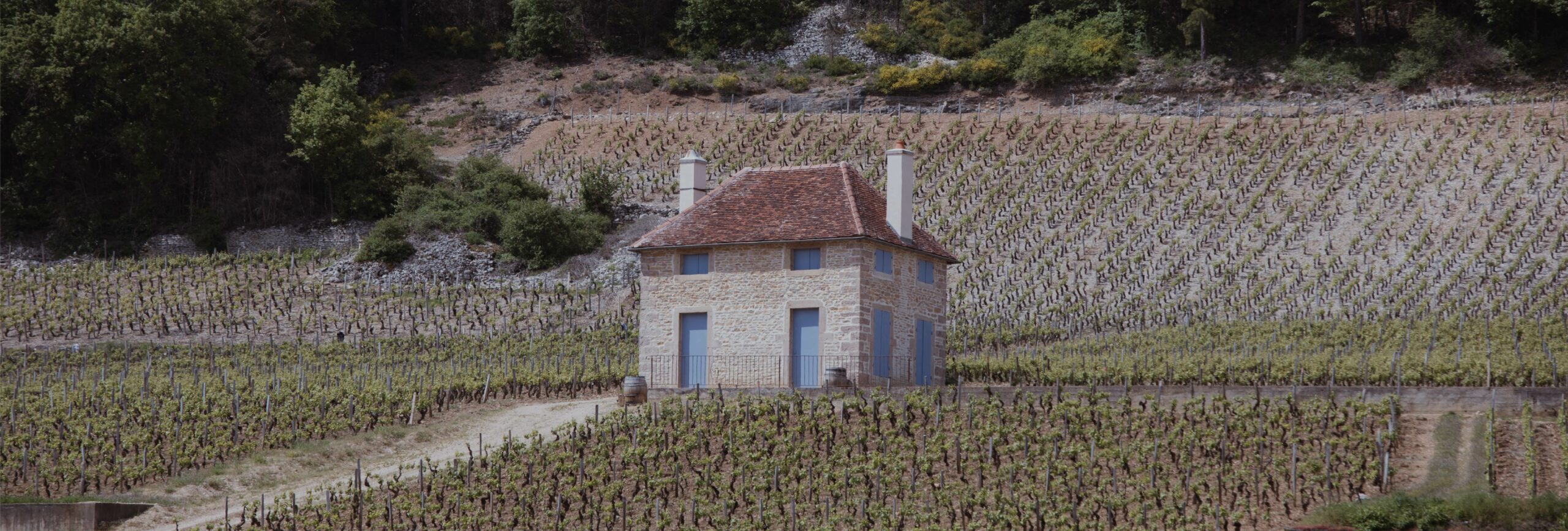 mwines