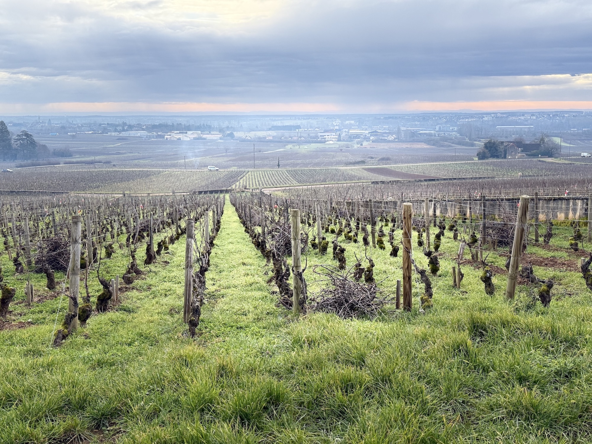 Burgundy Vineyard
