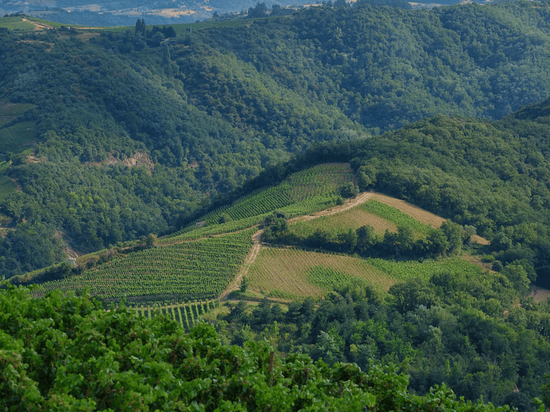 The Gigondas That Made Our Week